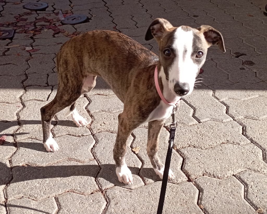 De Enez Leñvenn - Chiot disponible  - Whippet