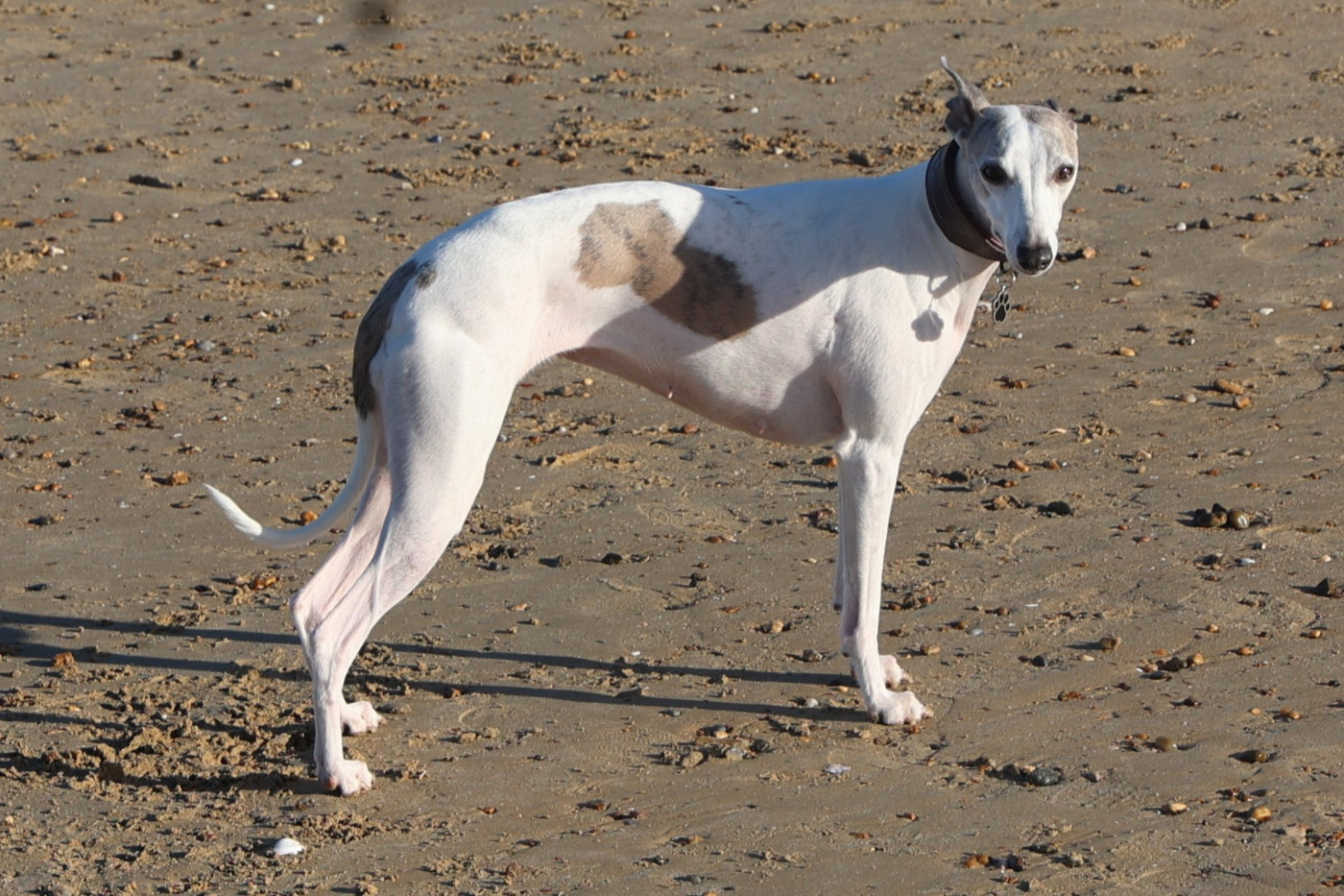 Rime en bulle dite Rohanne Des Filles D'eole