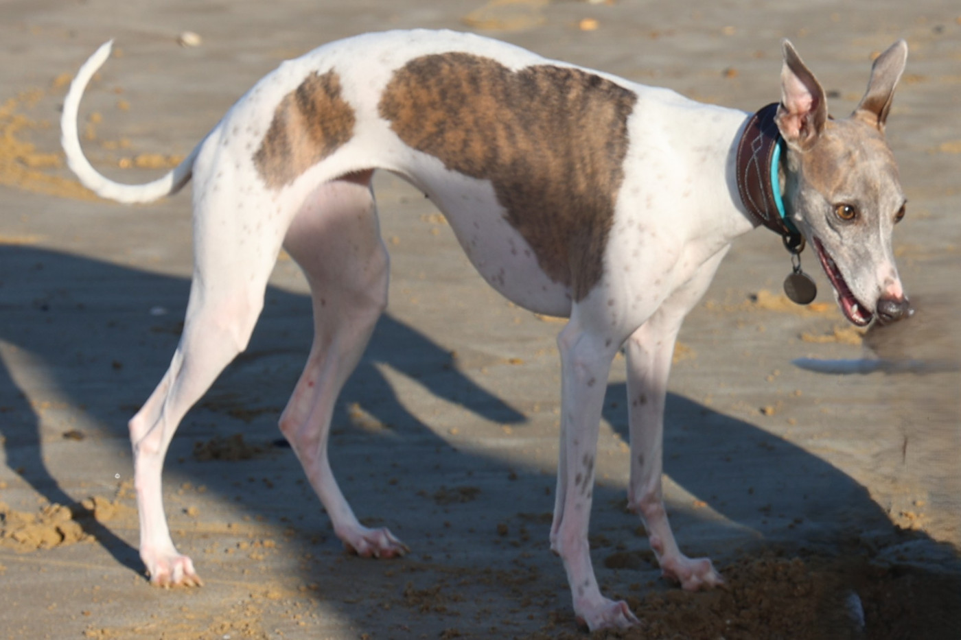 Termaji De Enez Leñvenn