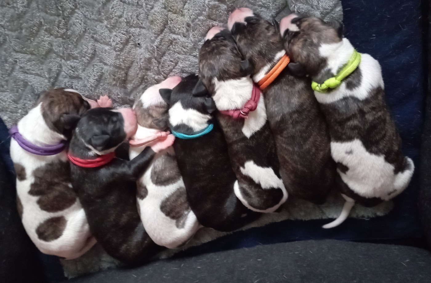 Naissance des 7 merveilles le 03/02/2026