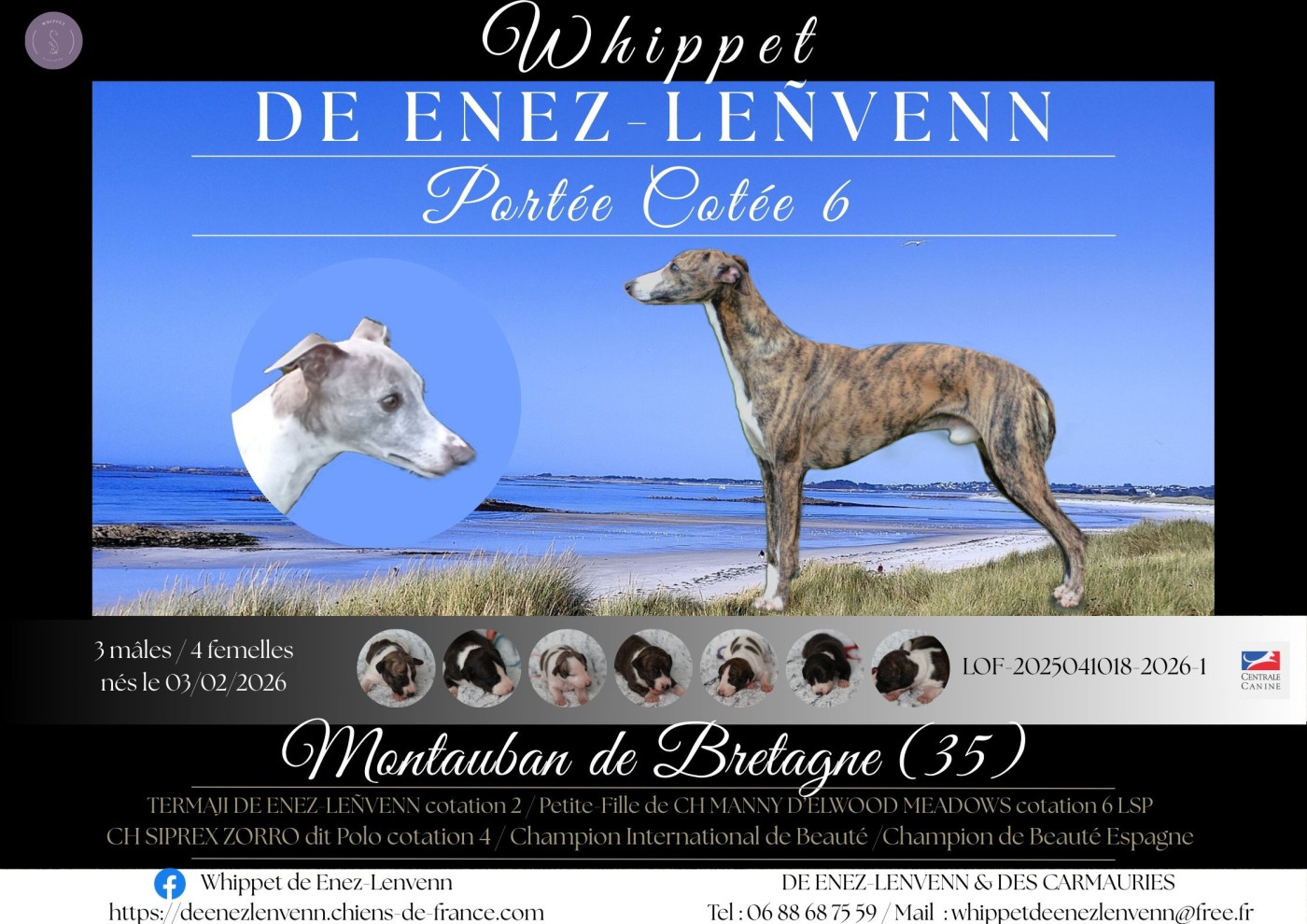 Portée 2026 : TERMAJI DE ENEZ-LEÑVENN et CH SIPREX ZORRO dit Polo (Elevage-whippet-ENEZ-LEÑVENN)