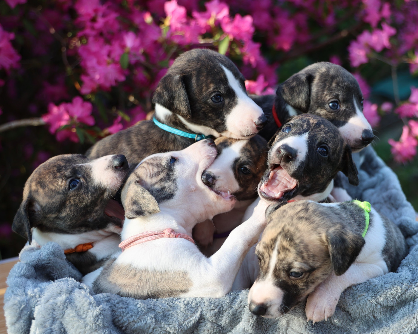 Portée 2026 : Les bébés ont 1 mois