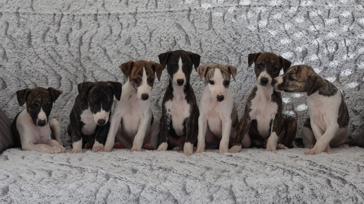 Portée 2026 : les bébés ont 6 semaines