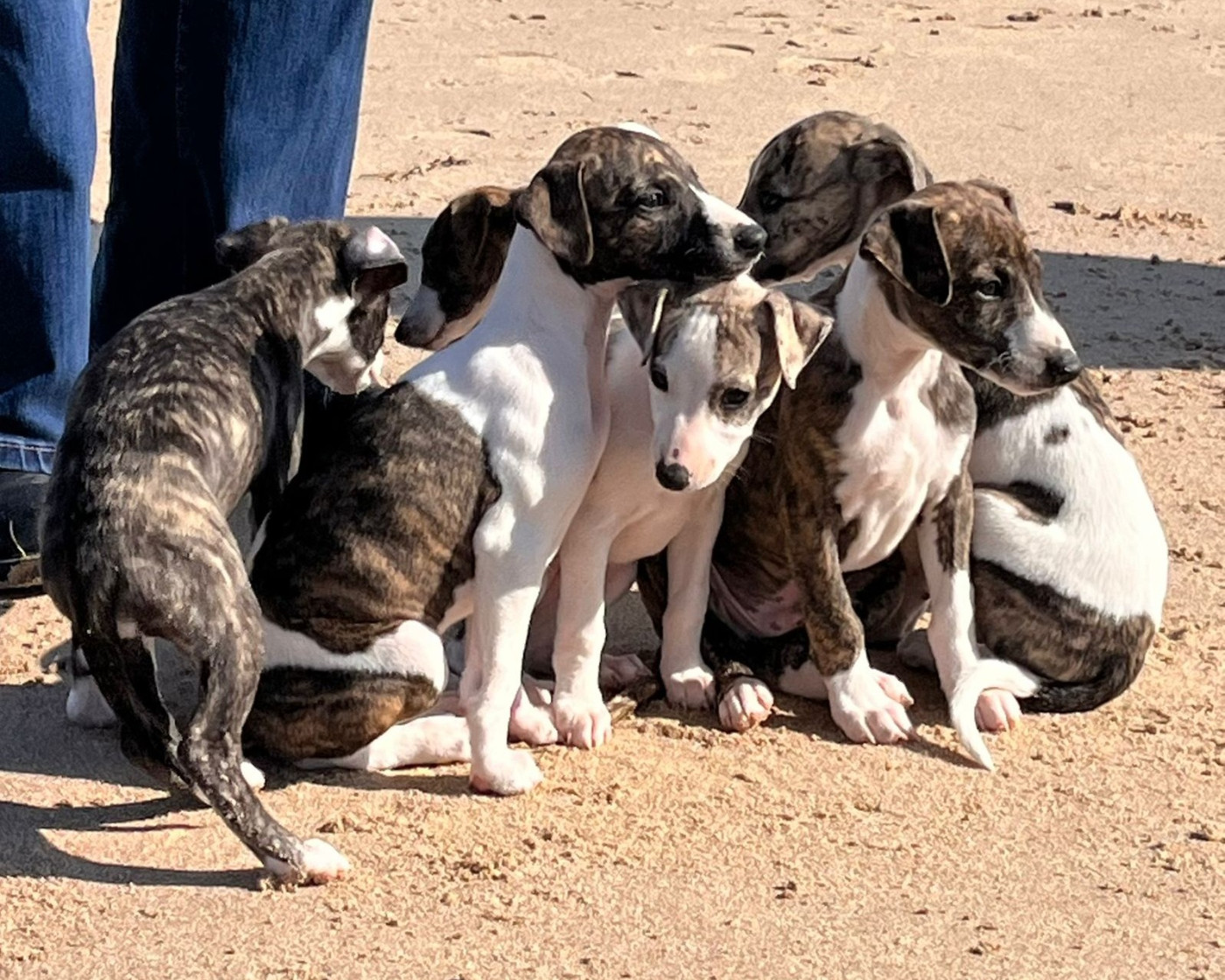 Portée 2026 : Les bébés ont deux mois et n'attendent plus que vous