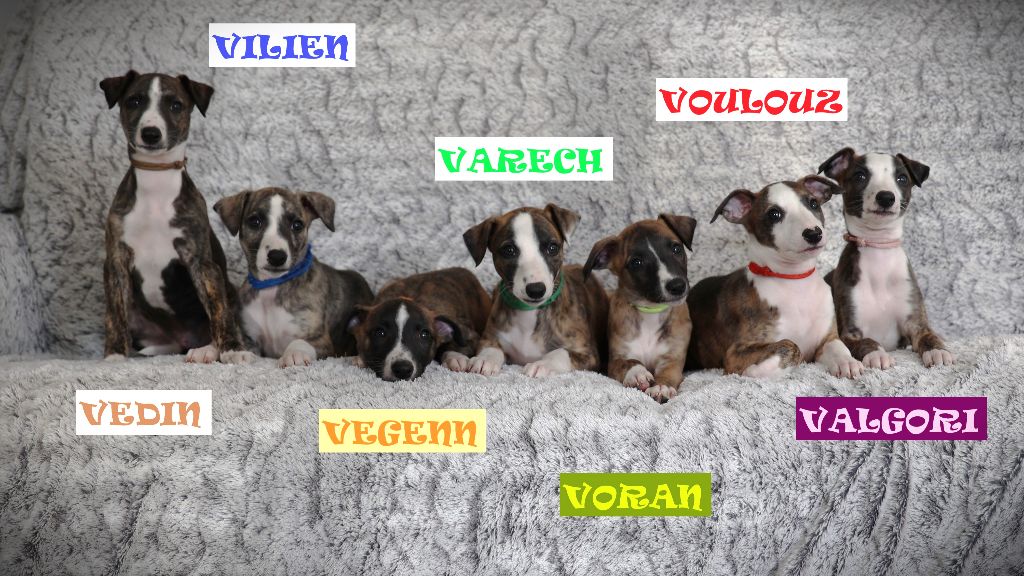Les bébés ont 7 semaines