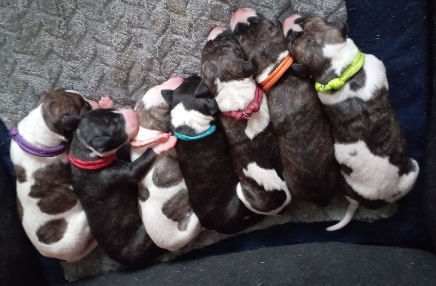 De Enez Leñvenn - Whippet - Portée née le 03/02/2026