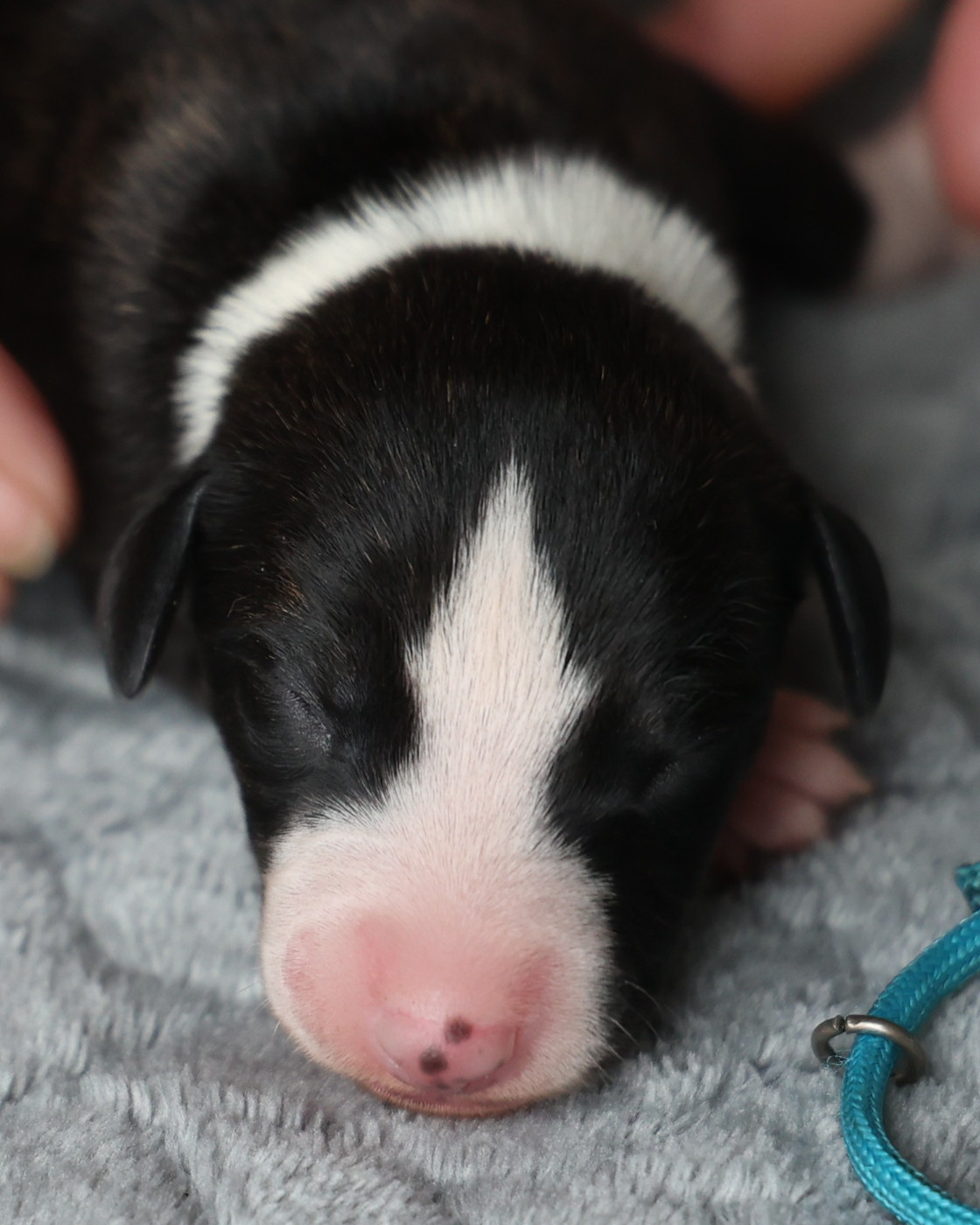 De Enez Leñvenn - Chiots disponibles - Whippet