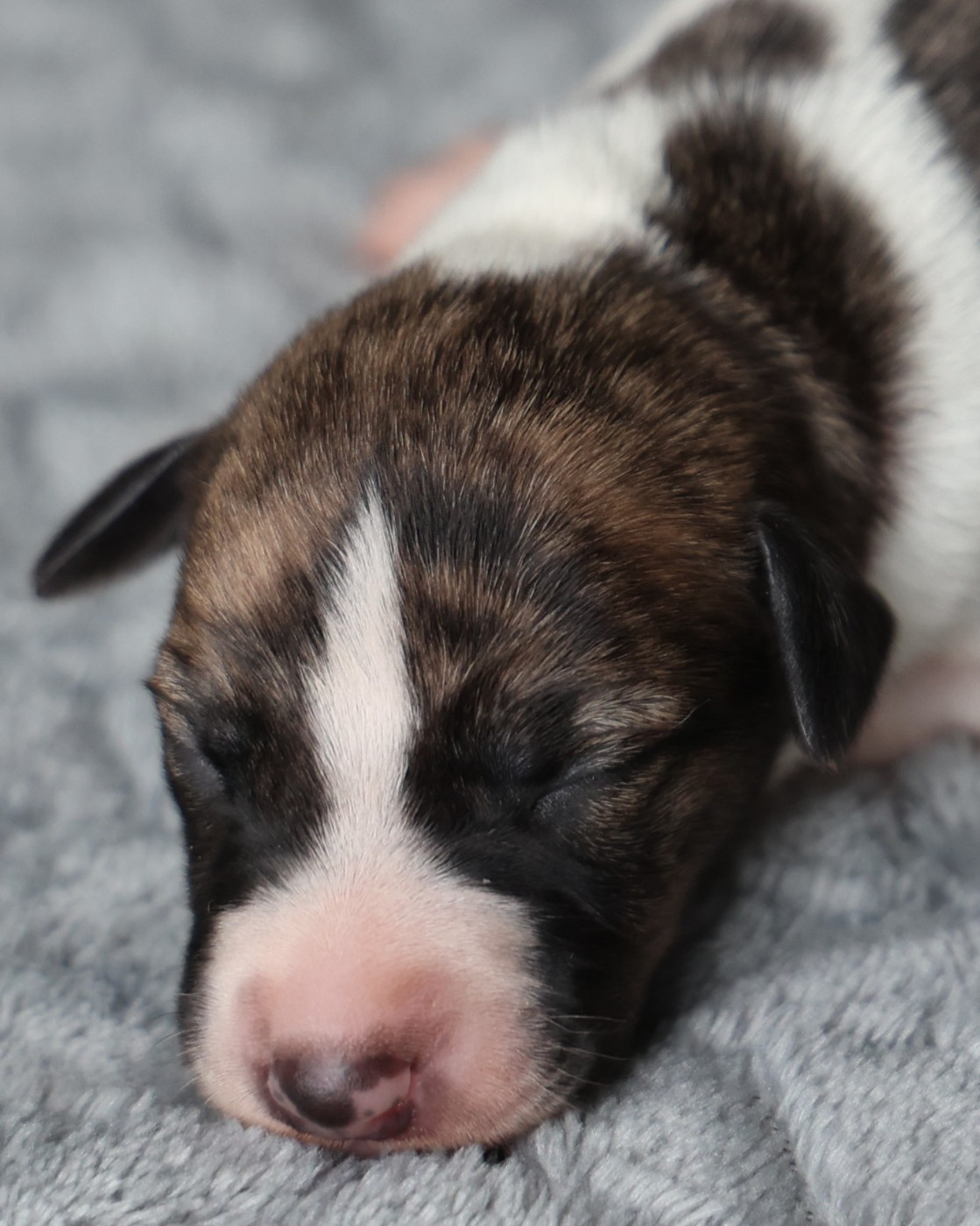 De Enez Leñvenn - Chiots disponibles - Whippet