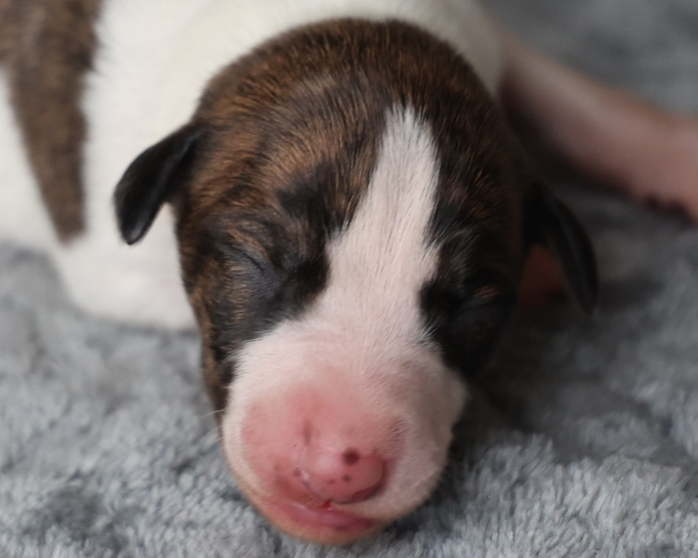 De Enez Leñvenn - Chiots disponibles - Whippet