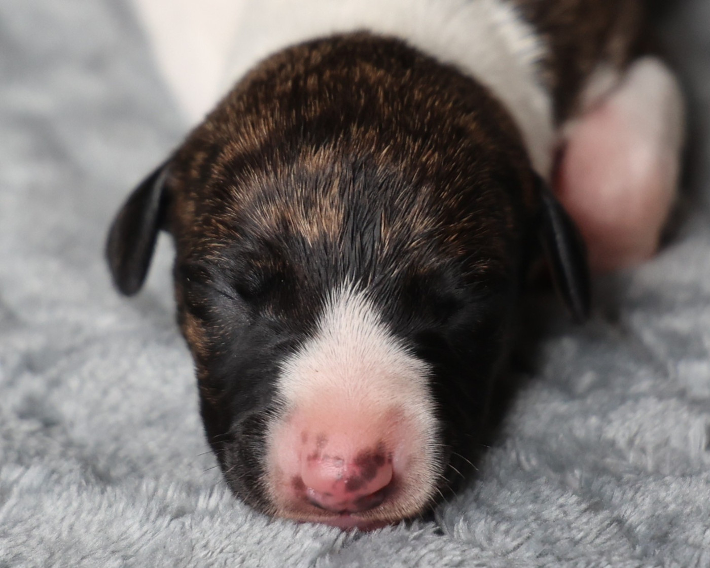 De Enez Leñvenn - Chiots disponibles - Whippet