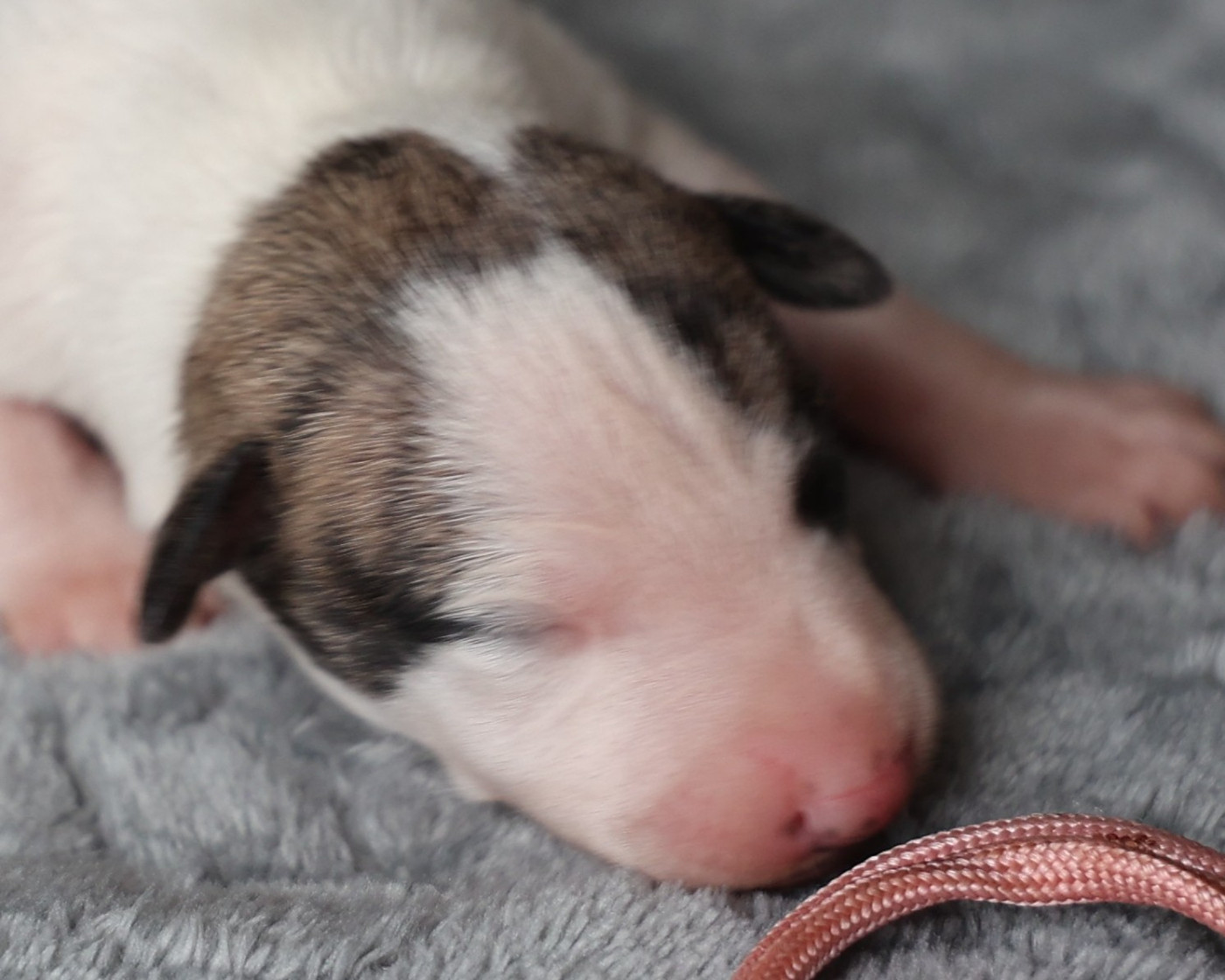 De Enez Leñvenn - Chiots disponibles - Whippet