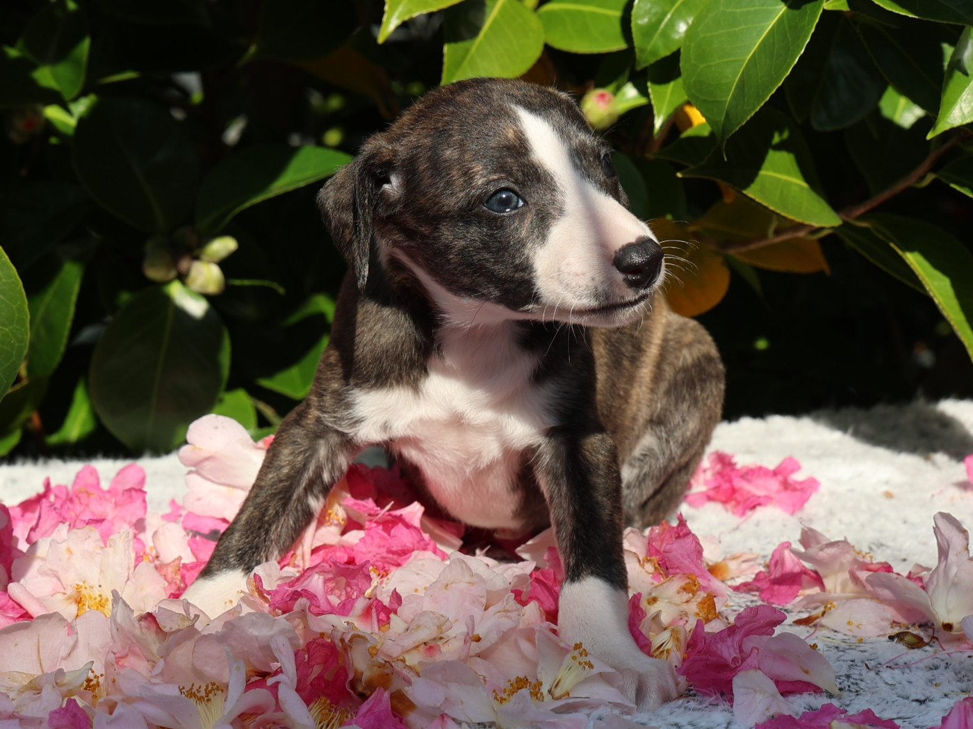 De Enez Leñvenn - Chiots disponibles - Whippet