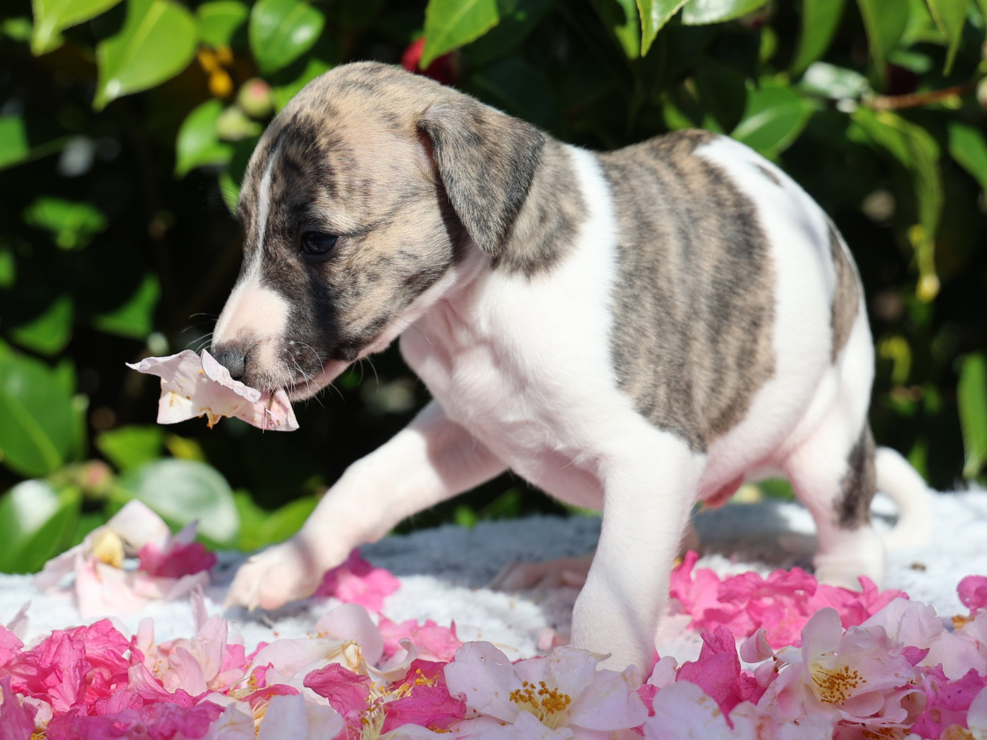 De Enez Leñvenn - Chiots disponibles - Whippet