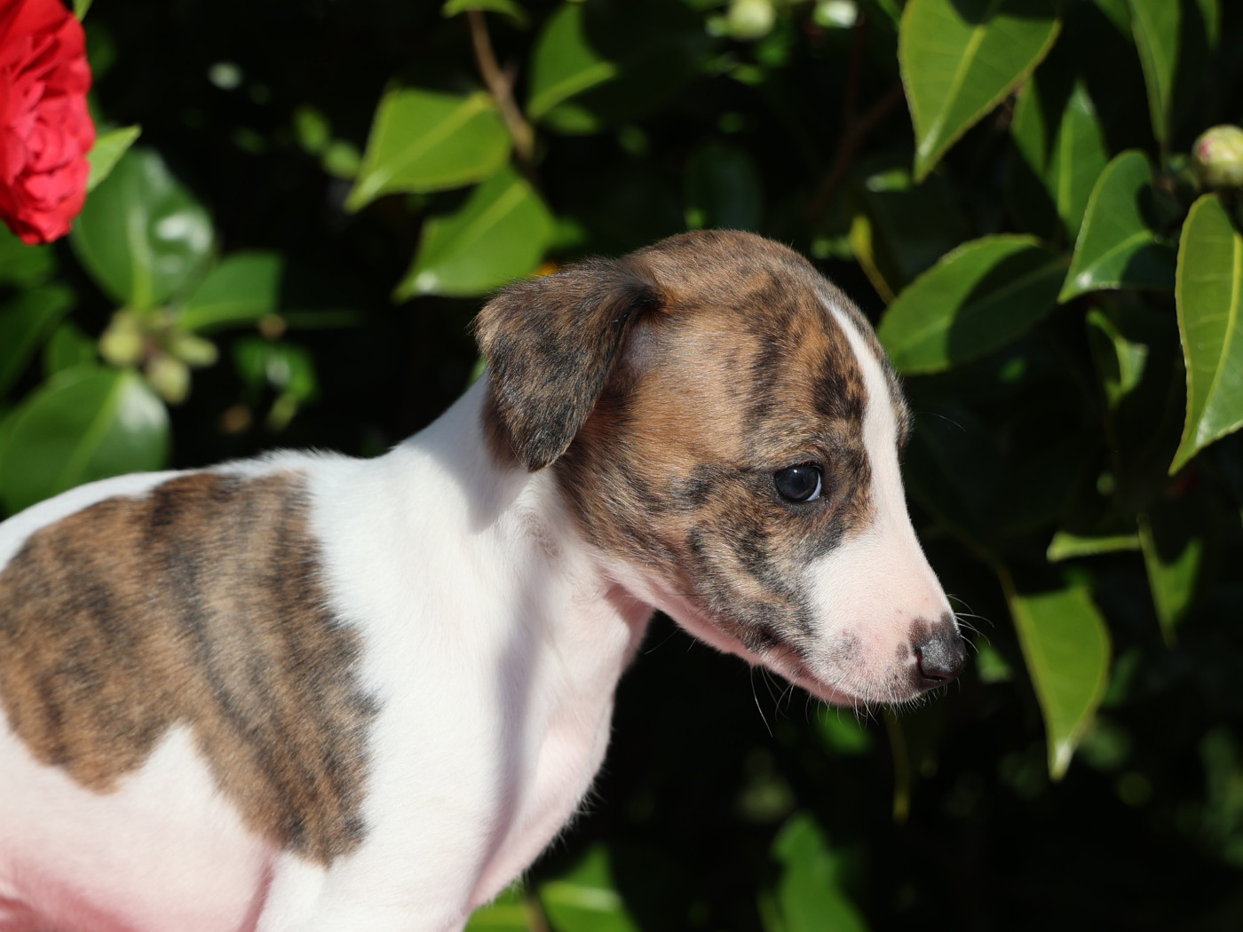 De Enez Leñvenn - Chiots disponibles - Whippet