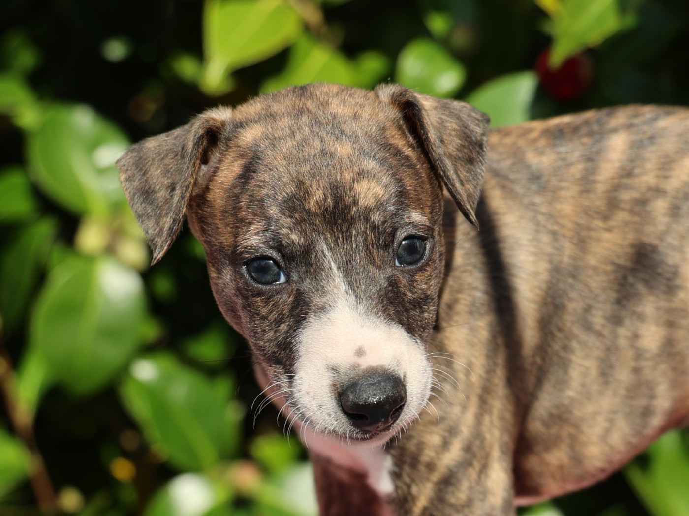 De Enez Leñvenn - Chiots disponibles - Whippet