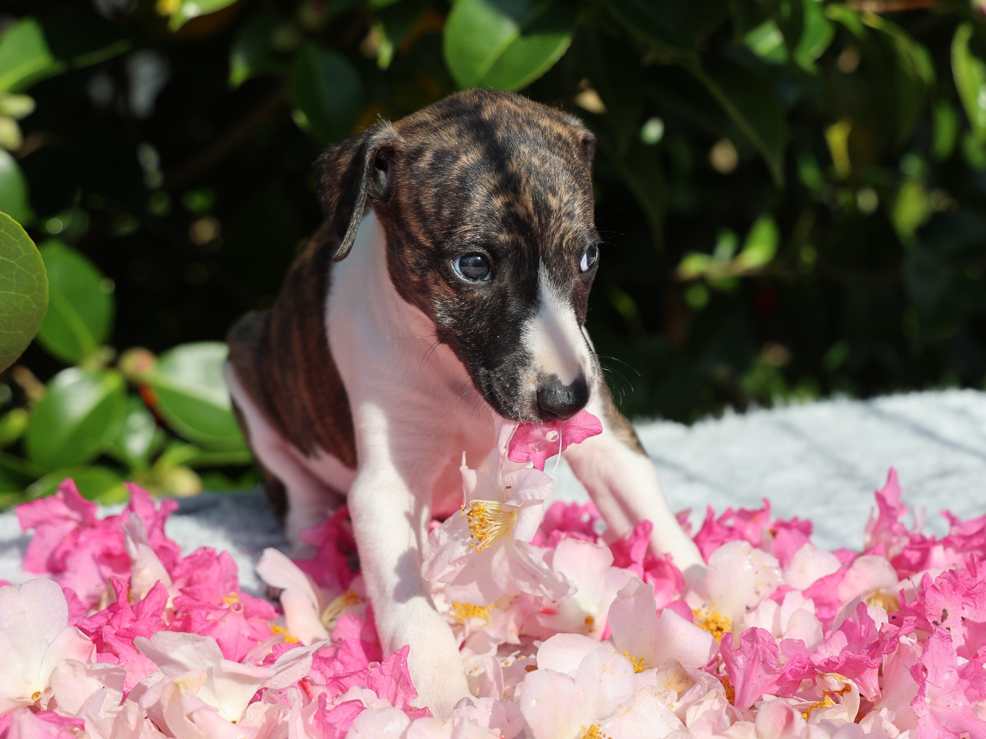De Enez Leñvenn - Chiots disponibles - Whippet