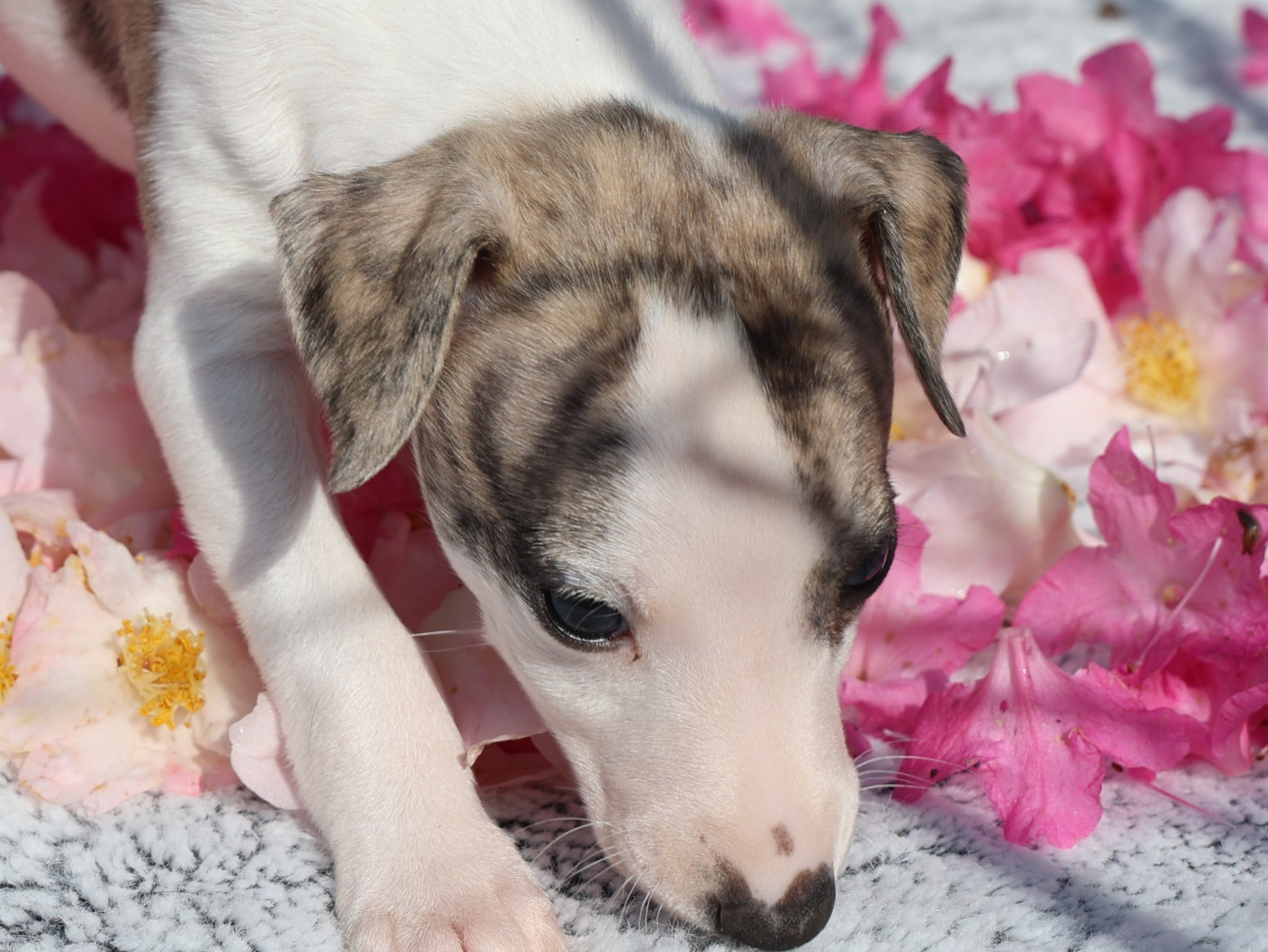 De Enez Leñvenn - Chiots disponibles - Whippet