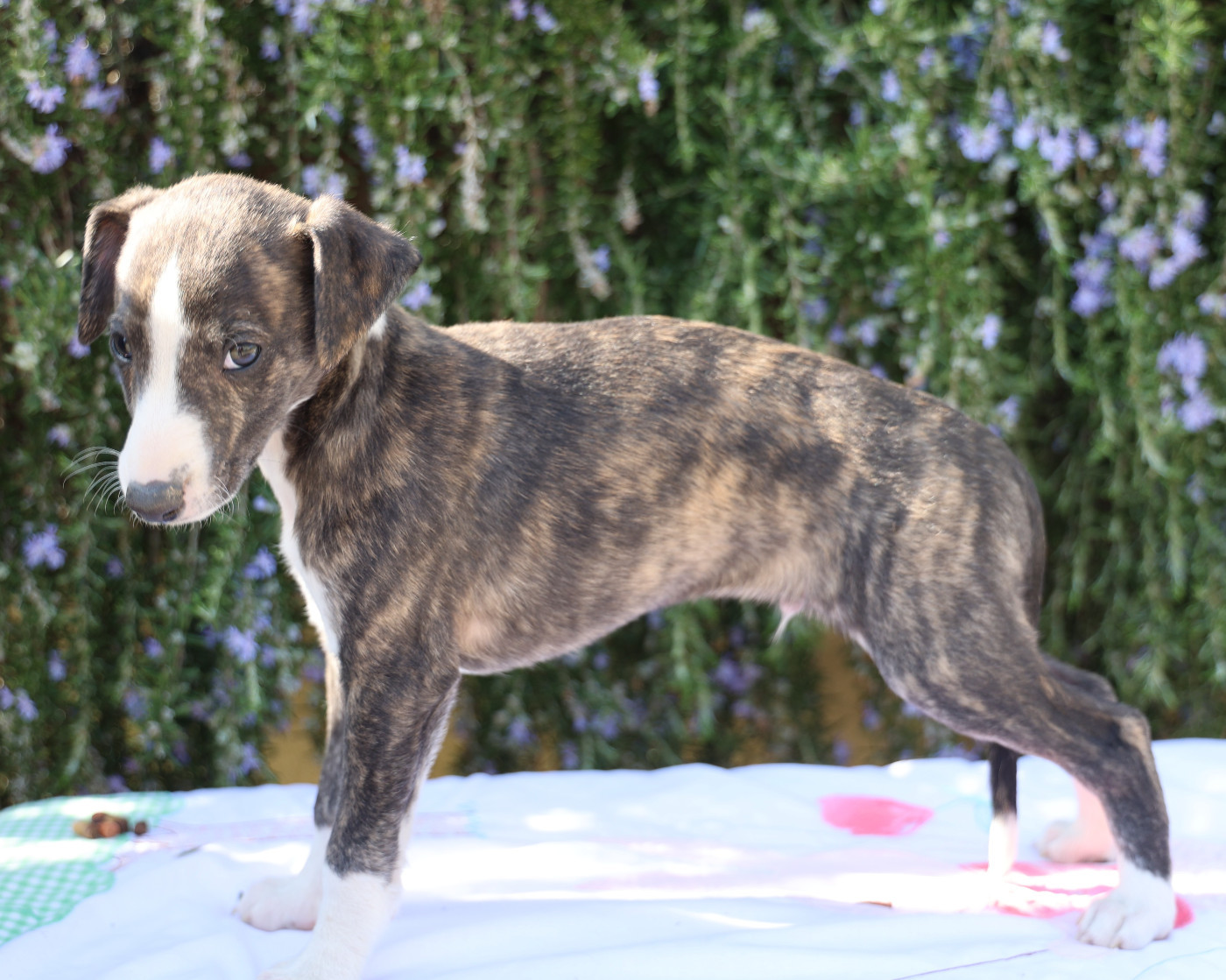De Enez Leñvenn - Chiots disponibles - Whippet