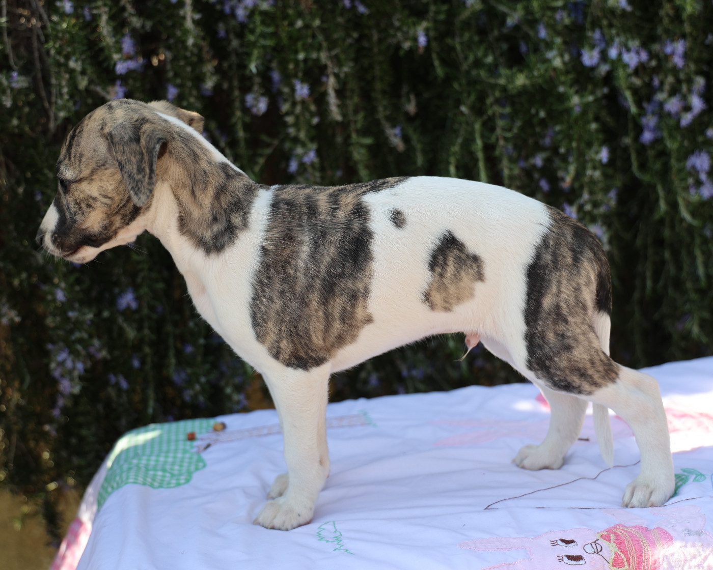 De Enez Leñvenn - Chiots disponibles - Whippet