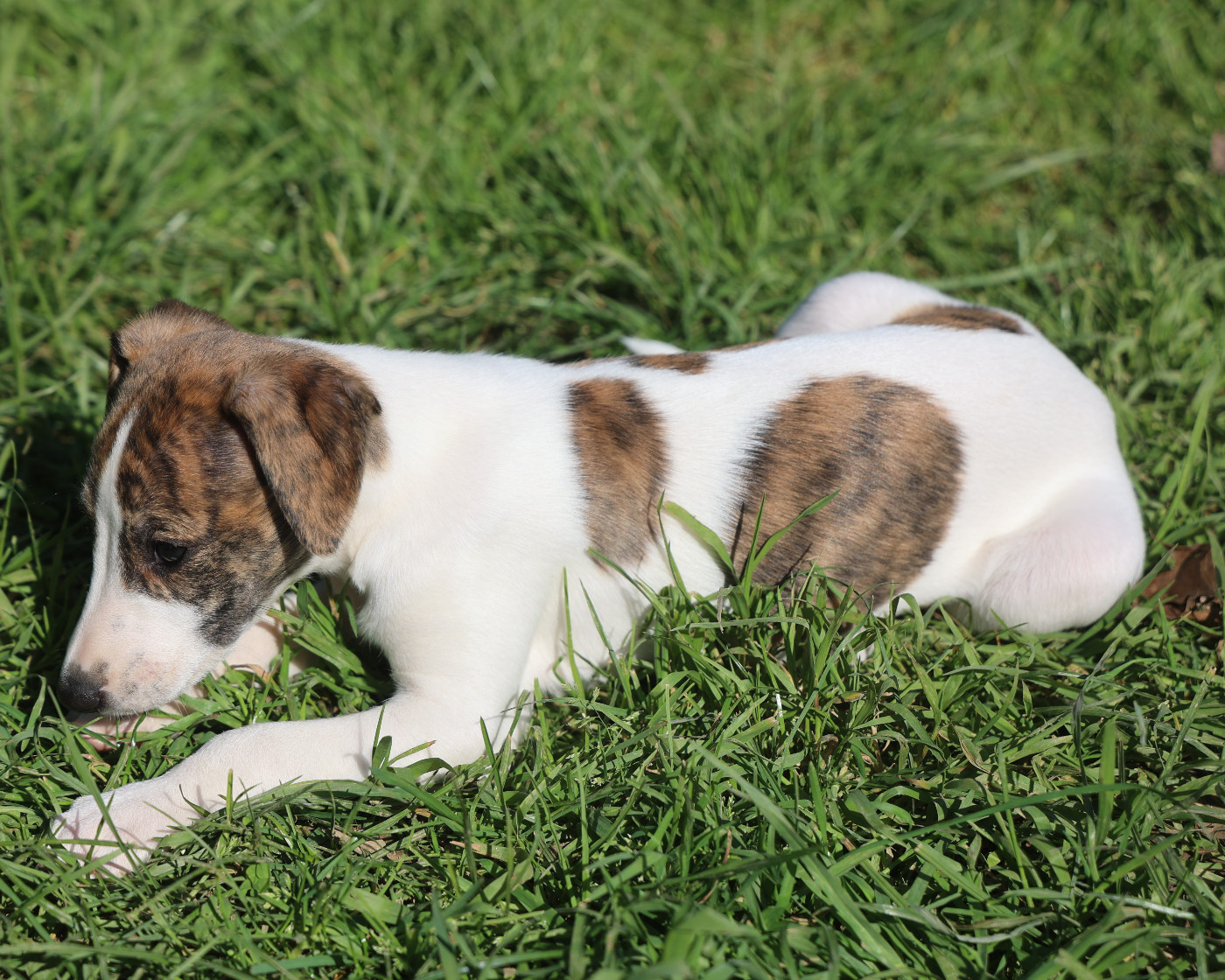 De Enez Leñvenn - Chiots disponibles - Whippet