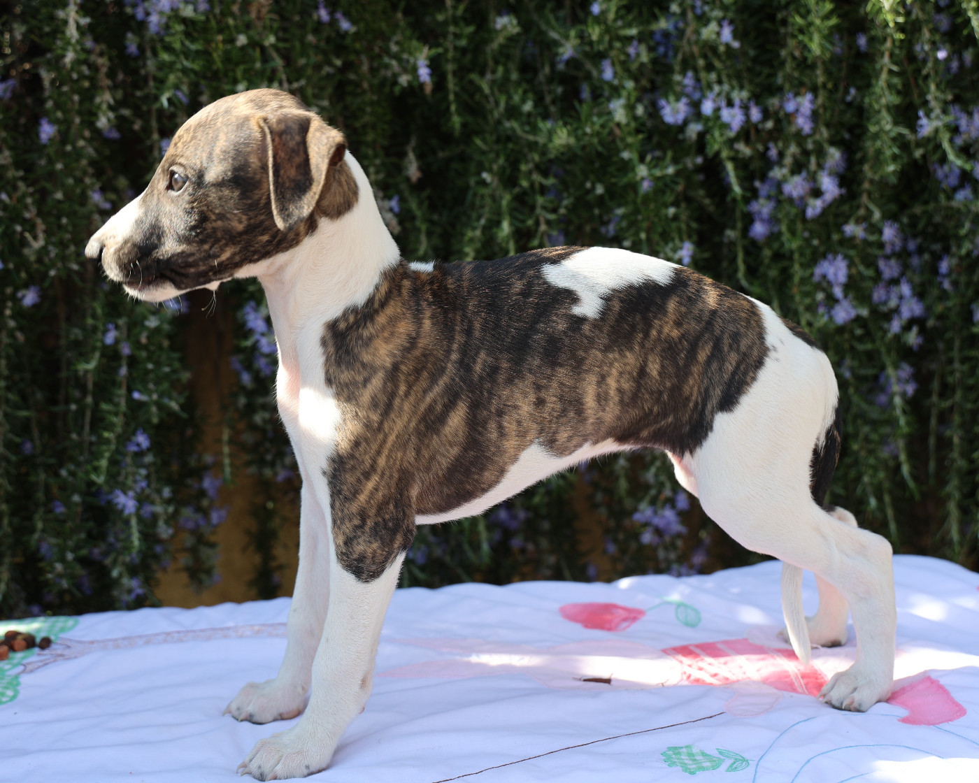 De Enez Leñvenn - Chiots disponibles - Whippet