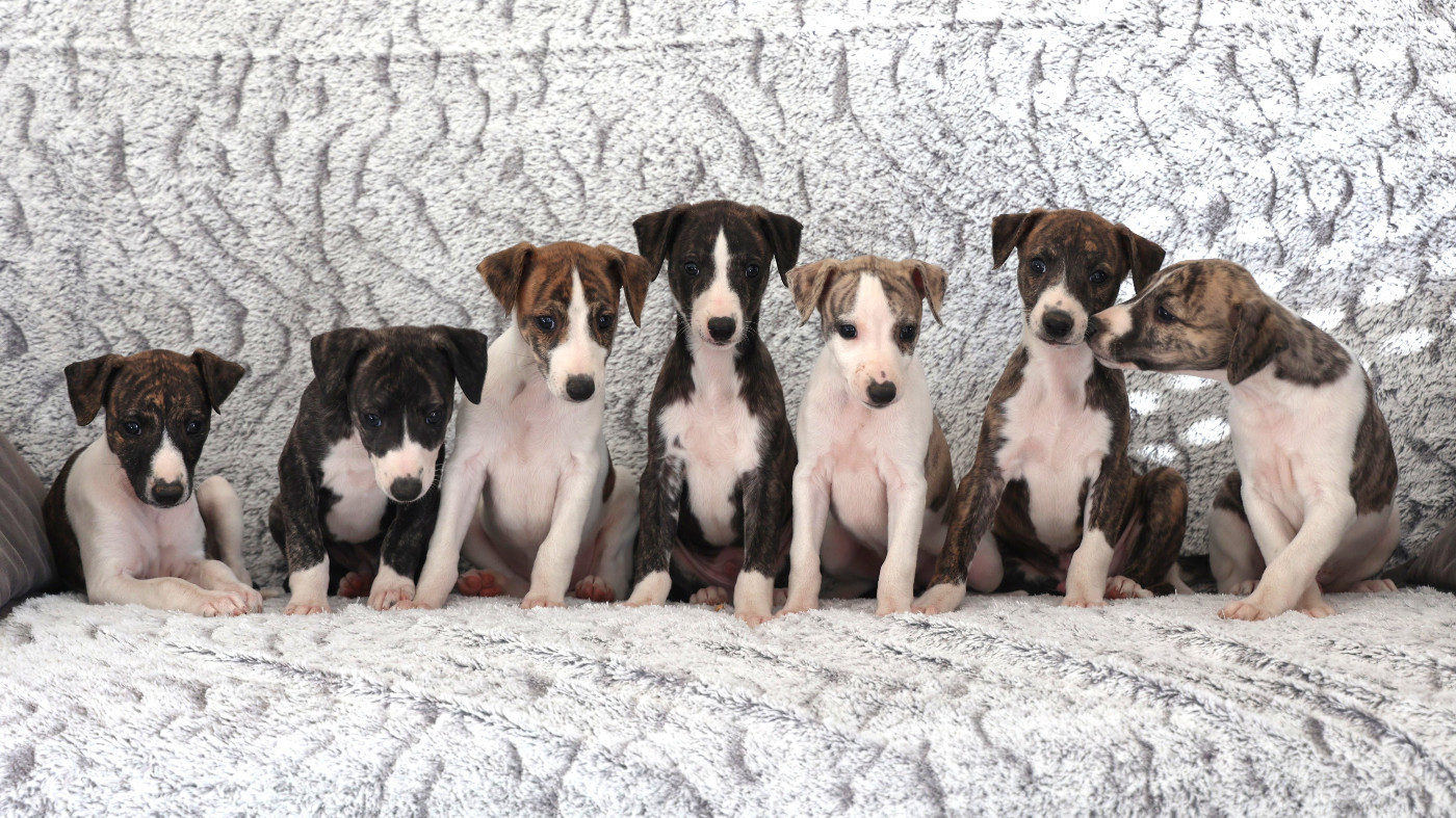 Chiot Whippet De Enez Leñvenn