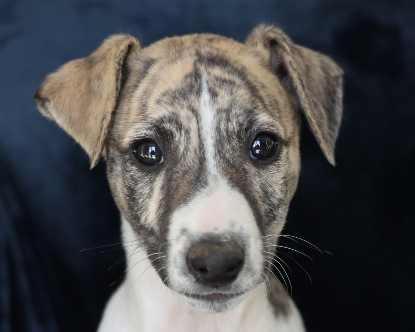 De Enez Leñvenn - Chiots disponibles - Whippet