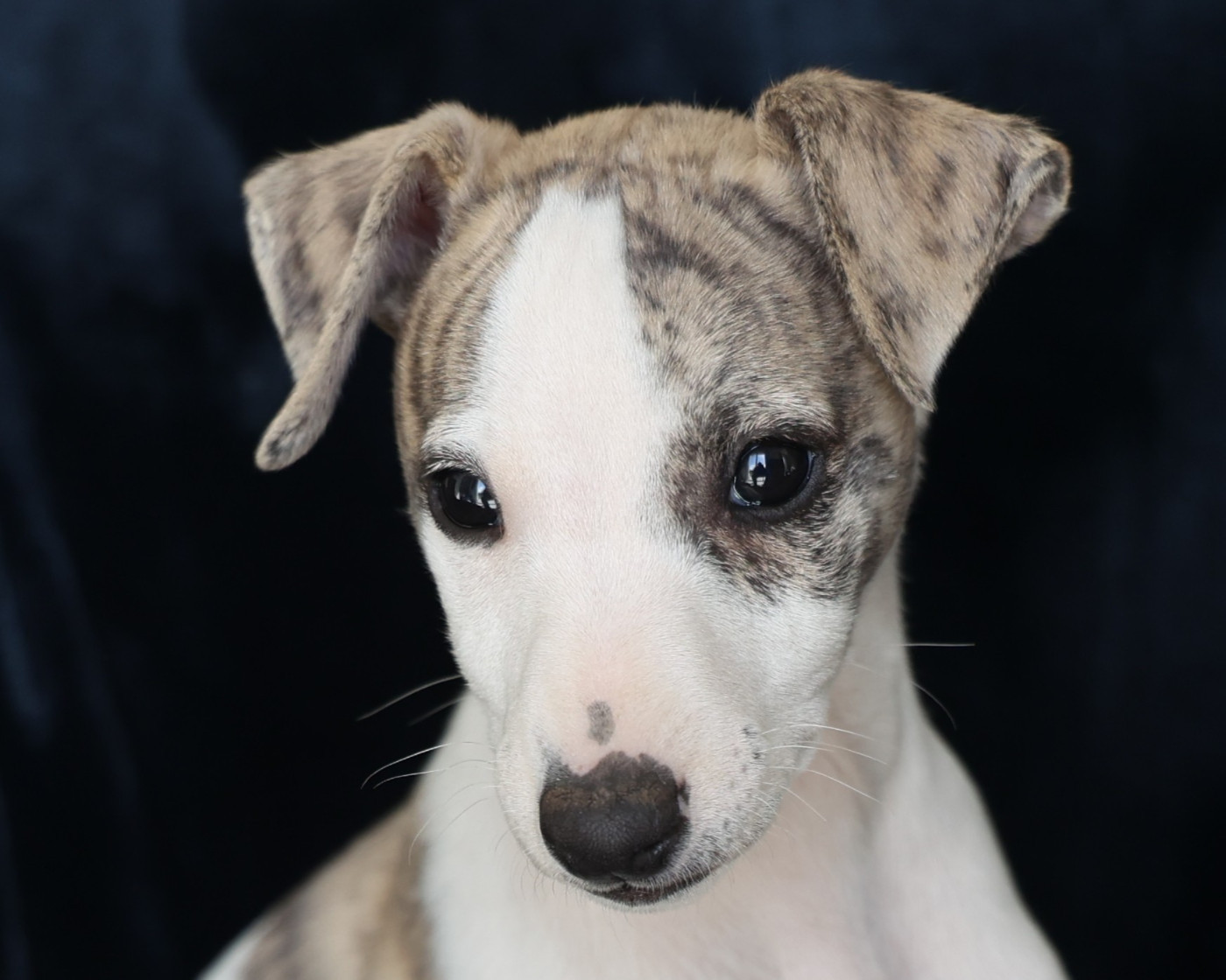 De Enez Leñvenn - Chiots disponibles - Whippet