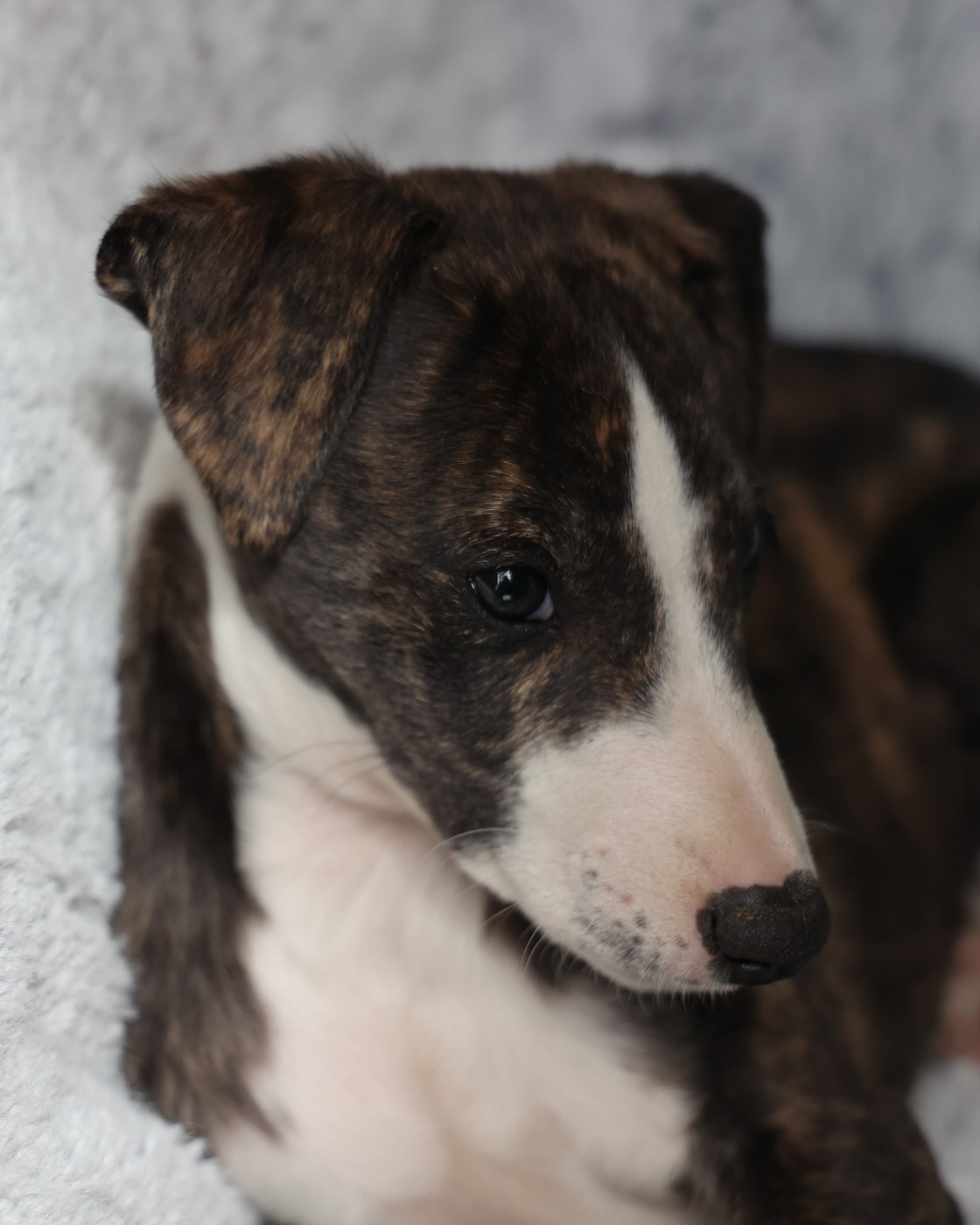 De Enez Leñvenn - Chiots disponibles - Whippet