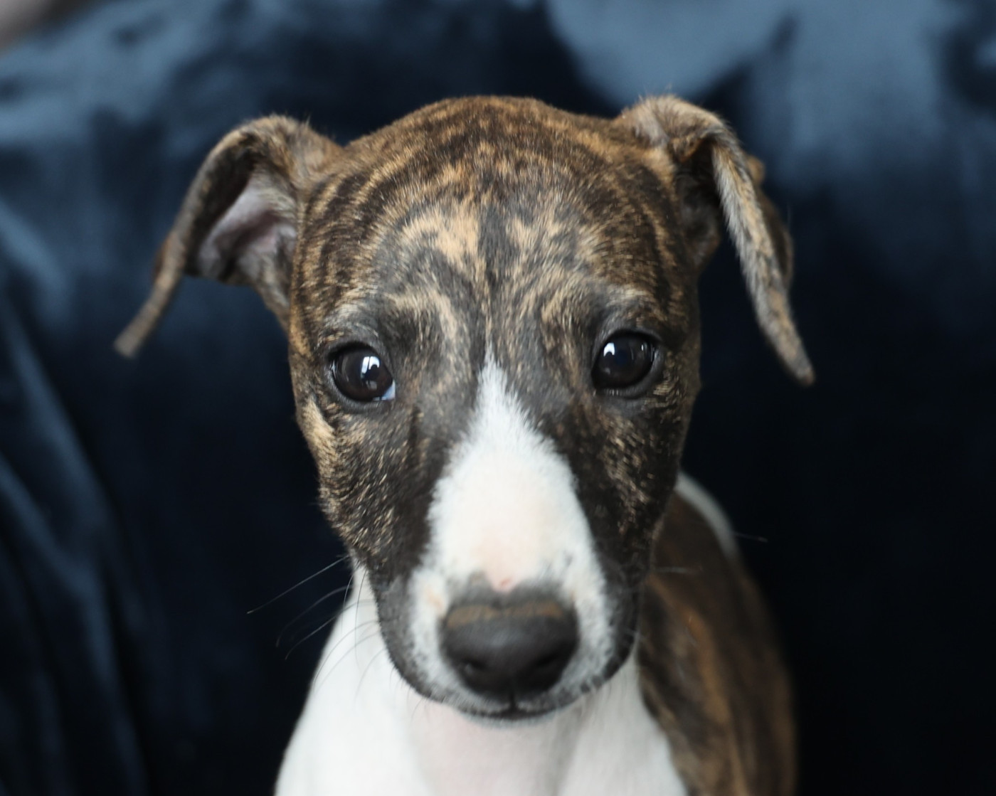 De Enez Leñvenn - Chiots disponibles - Whippet