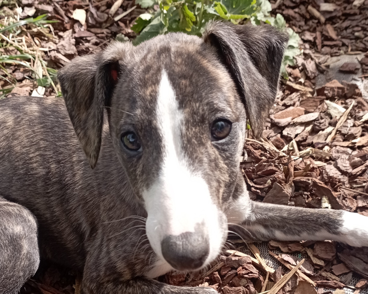 De Enez Leñvenn - Chiots disponibles - Whippet