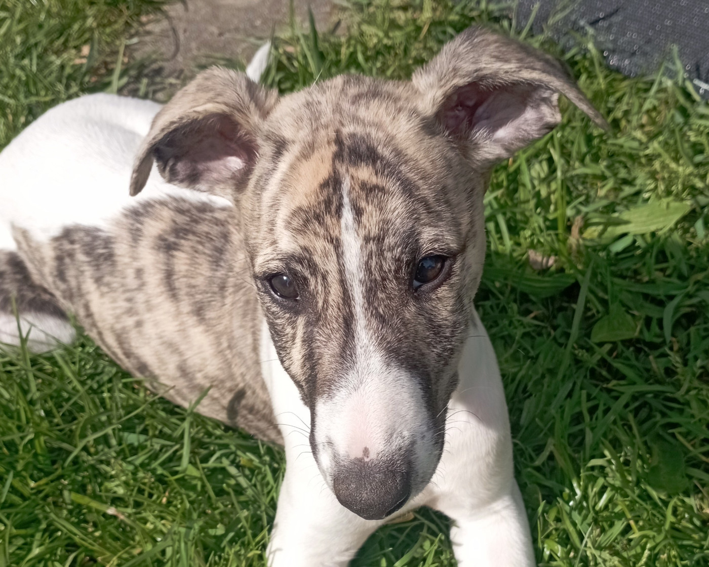 De Enez Leñvenn - Chiots disponibles - Whippet