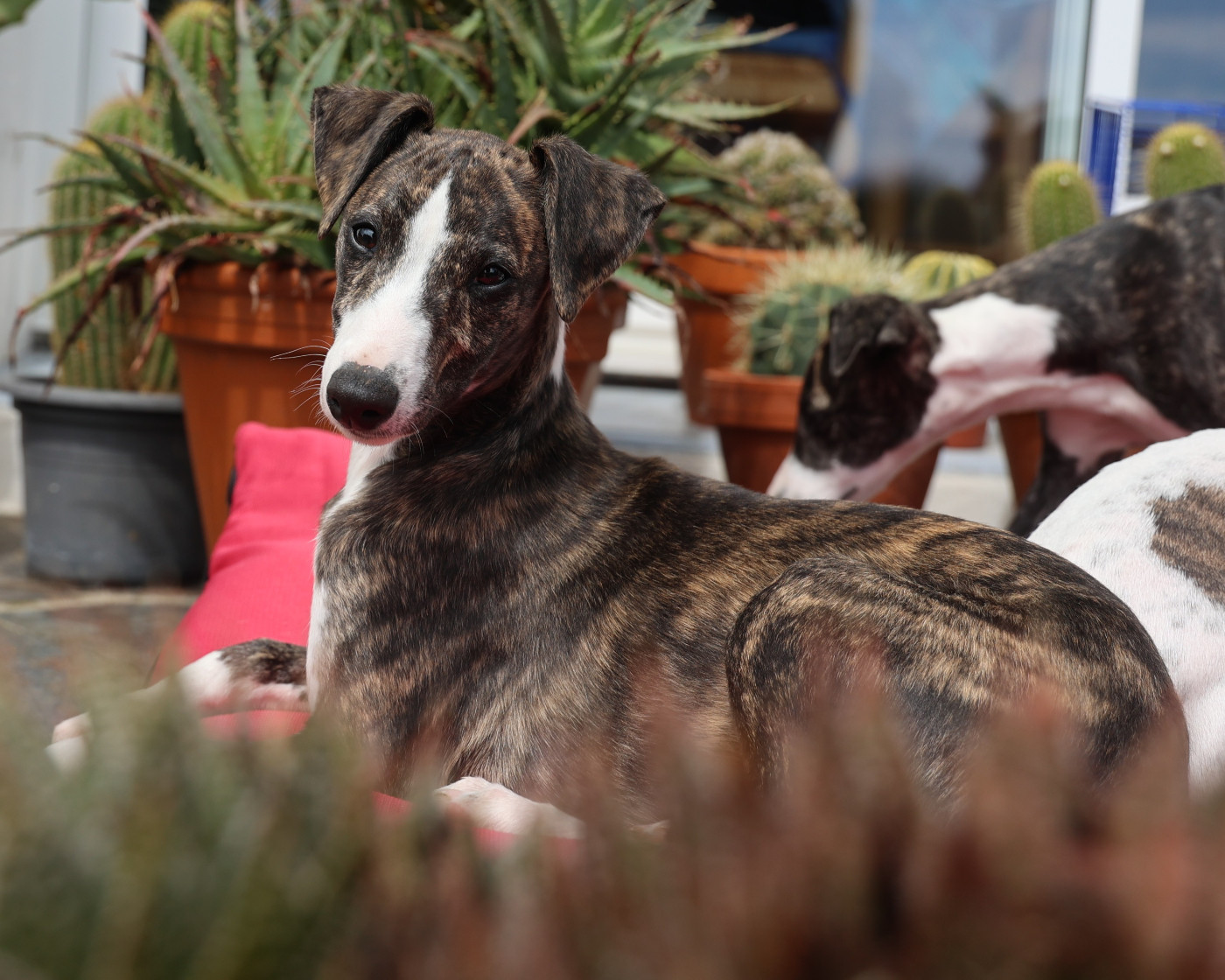 De Enez Leñvenn - Chiots disponibles - Whippet