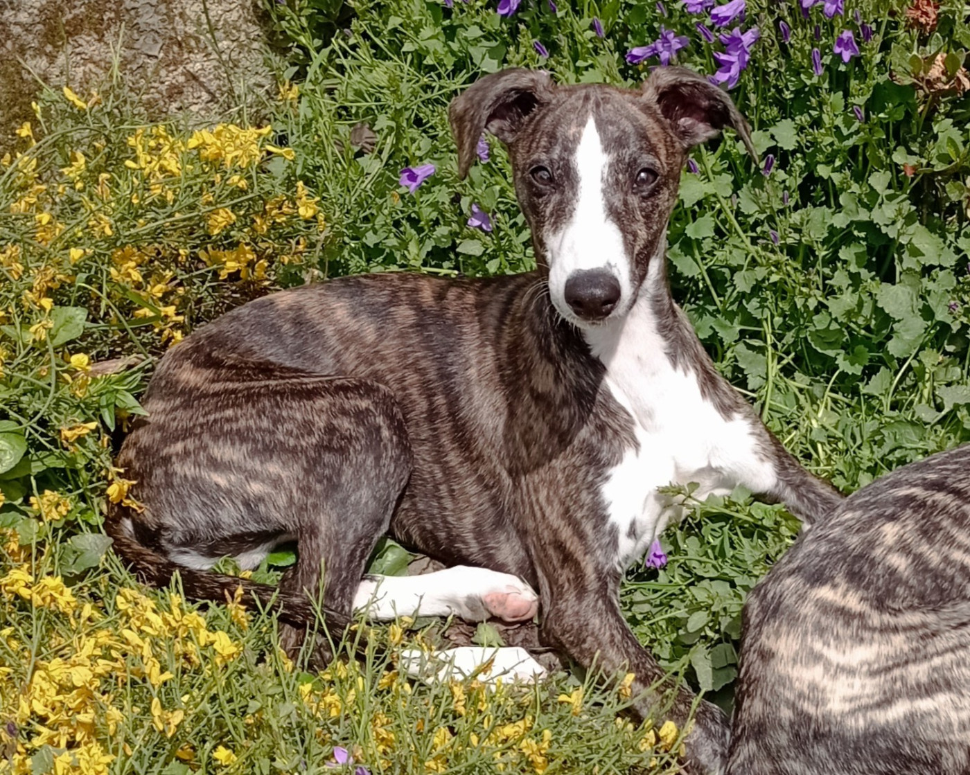 De Enez Leñvenn - Chiots disponibles - Whippet